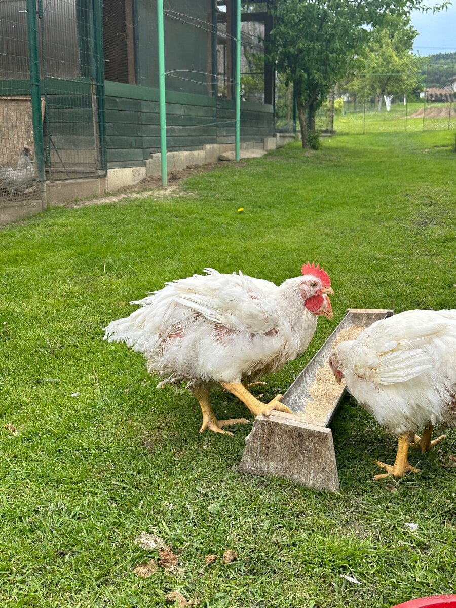 Brojlerové kurčatá ross 308 - 4