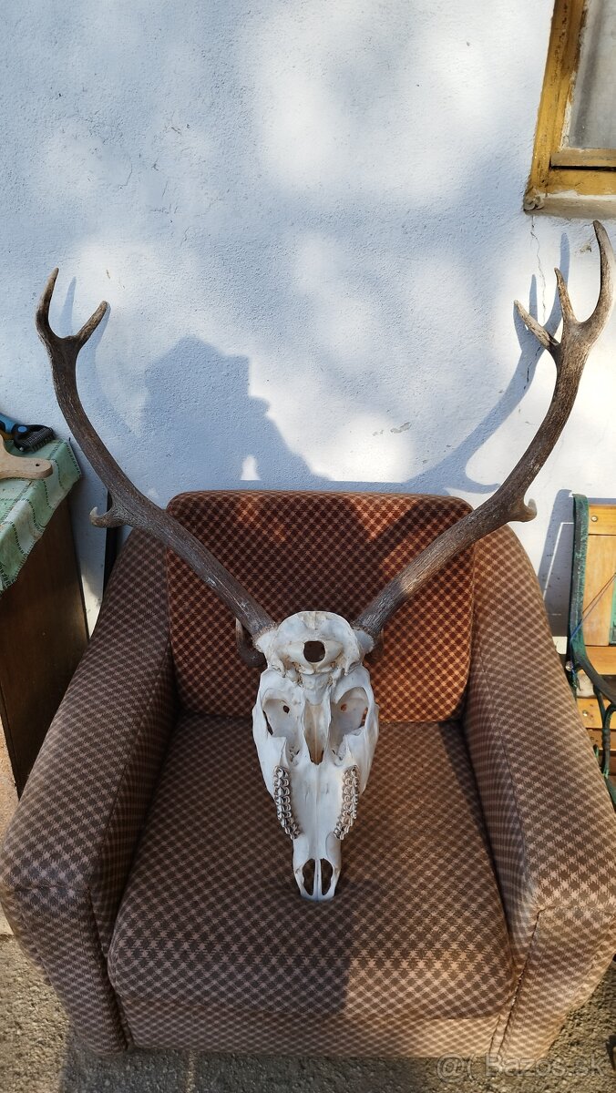 Predám trofej jeleňa.parozie, zhody, trofeje. - 4