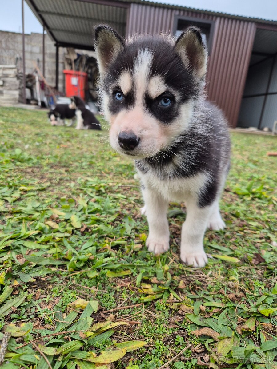 Sibírsky husky – šteniatka na predaj - 4