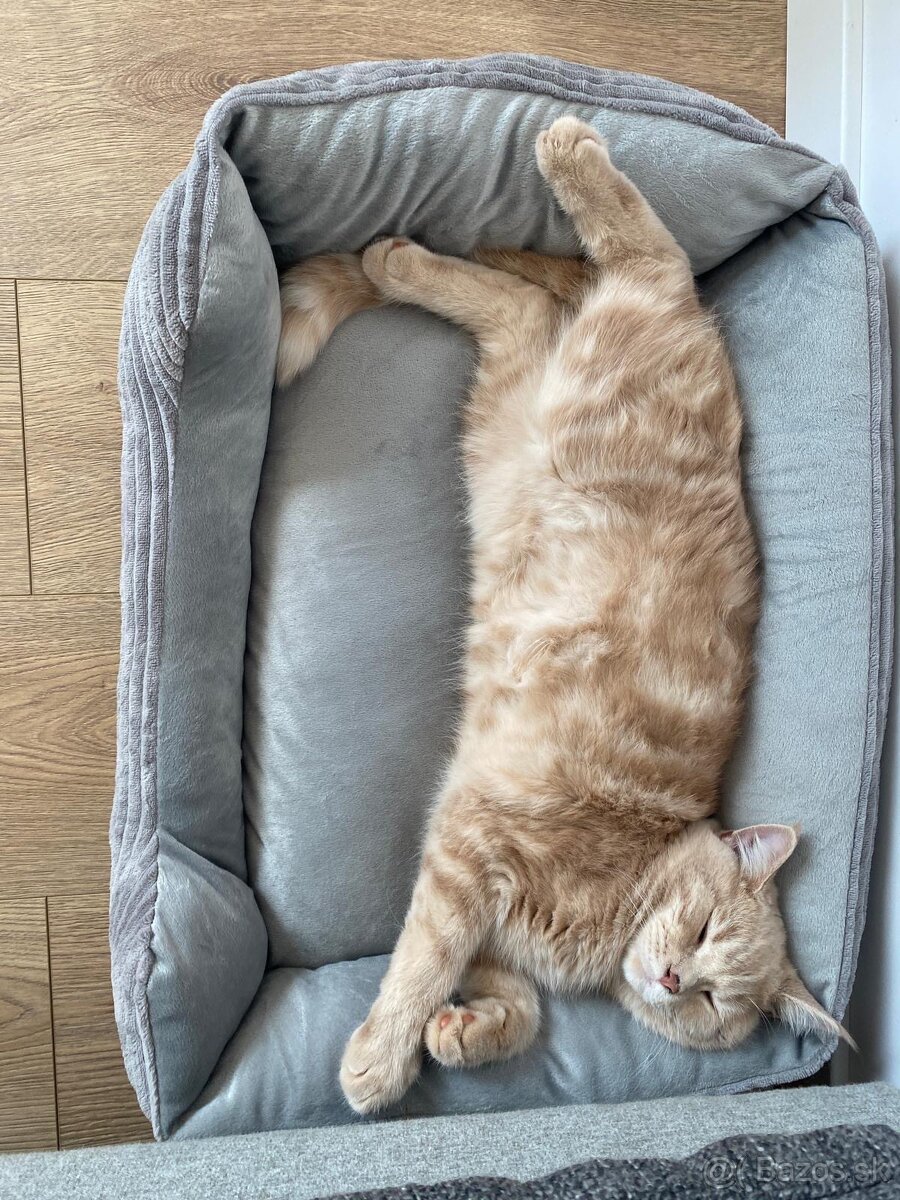 Britská Krémová REZERVOVANE - 4