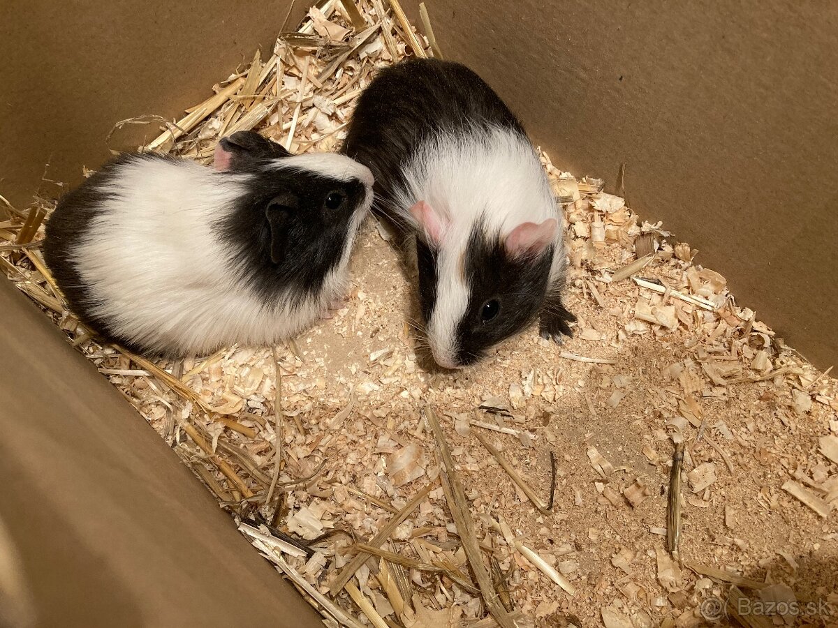 Morča, morčatá, morské prasiatka - 4