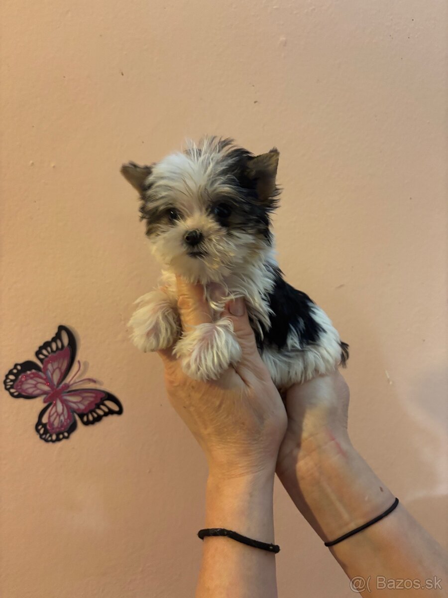 Yorkshirsky terier, yorkshirsky terier mini, biewer - 4