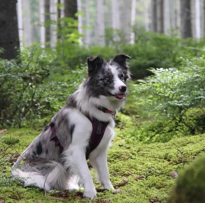 Predam šteniatka border kolie - 4