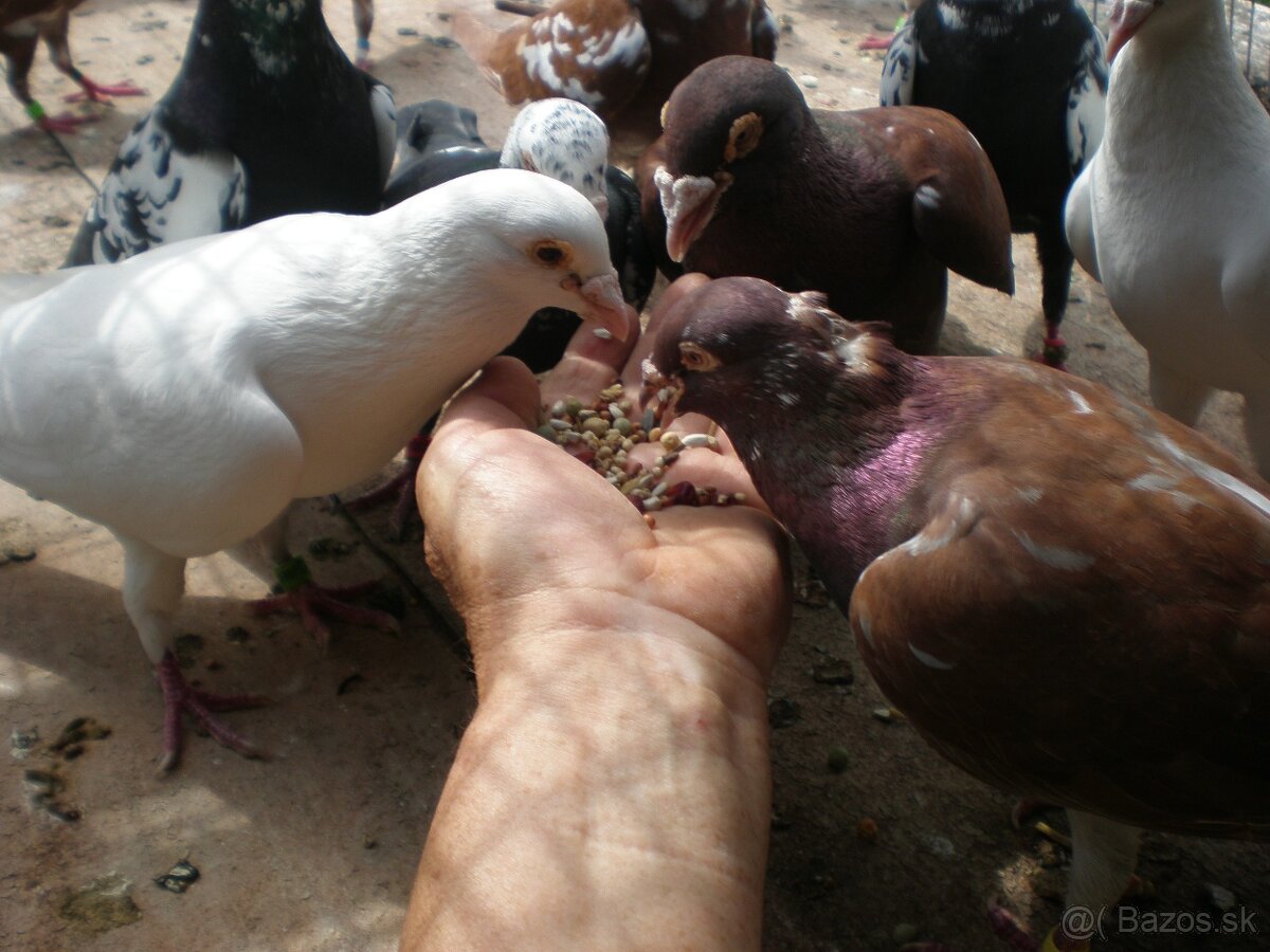 Predám poštové holuby - 4