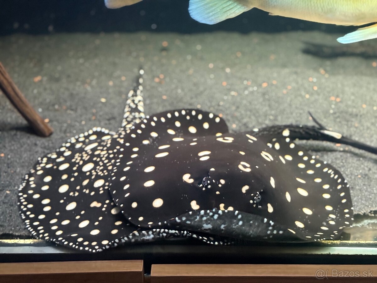 Predám akvárium komplet - 4