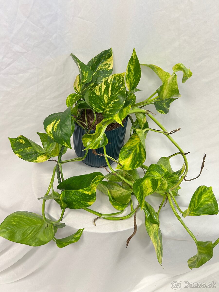 Epipremnum aureum ‚Hicolor‘ (Veľký) - 4