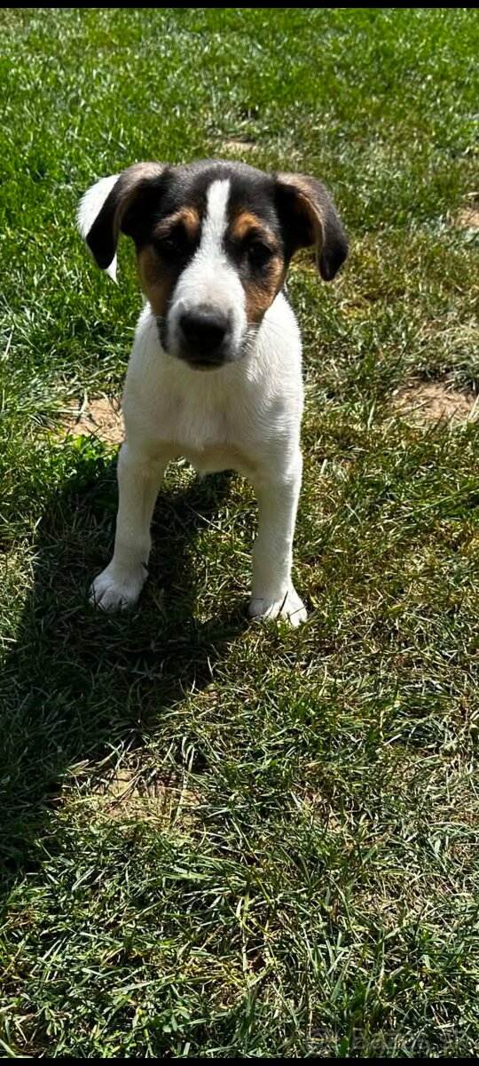 Jack russel terier - 4