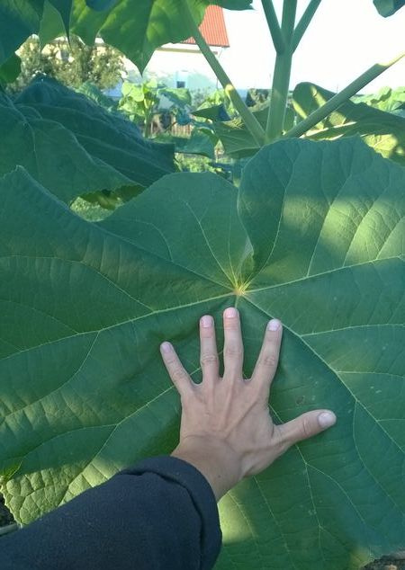 Paulownia Shan Tong - 4