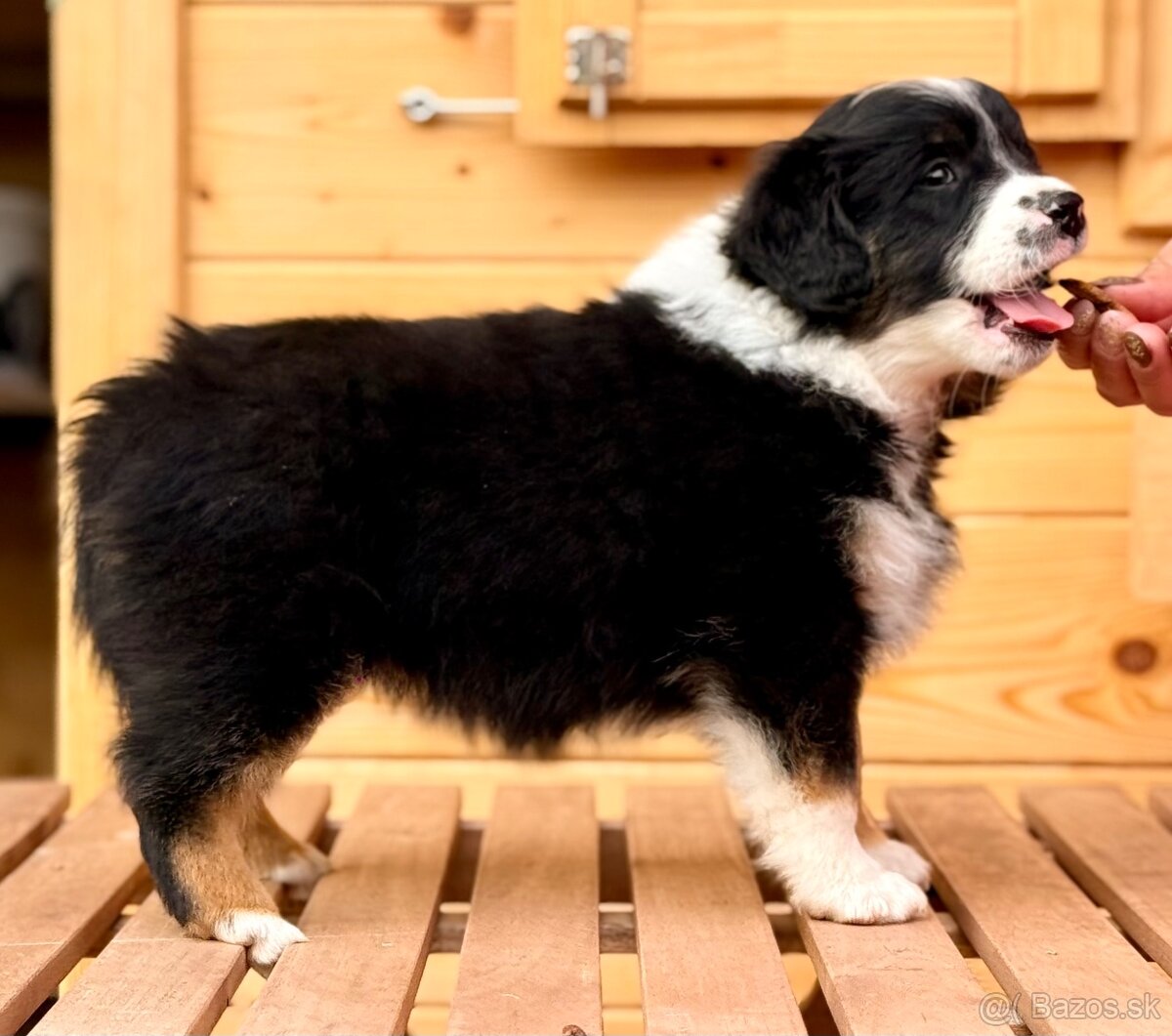 Miniatúrny americký ovčiak - 4