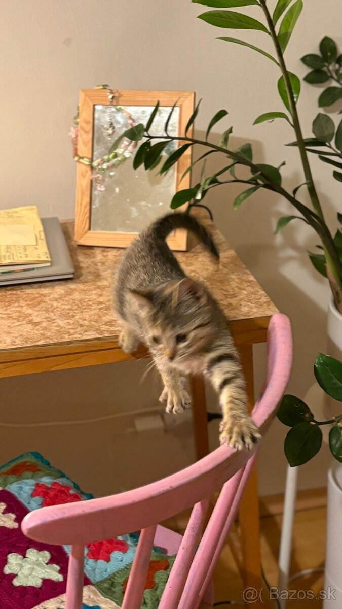 Darujem mačiatko do starostlivých rúk - 4