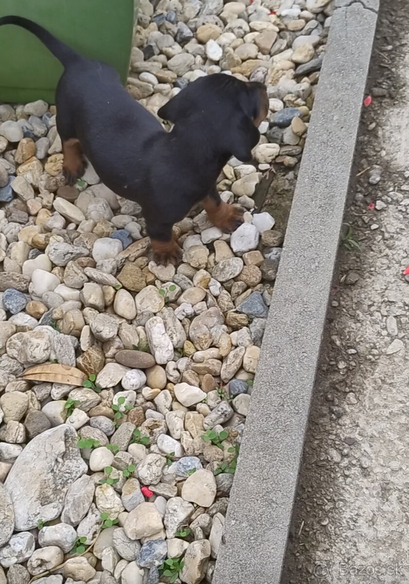 Šteniatko jazvečíka - 4