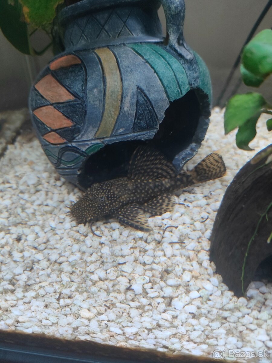 Akvárium - komplet aj s rybkami - 4