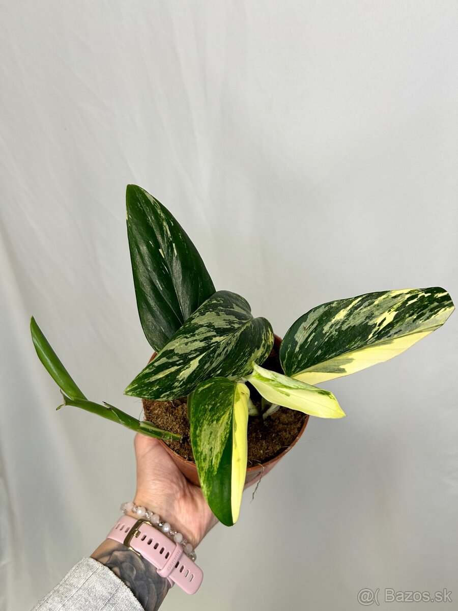 Monstera standleyana variegata - 4