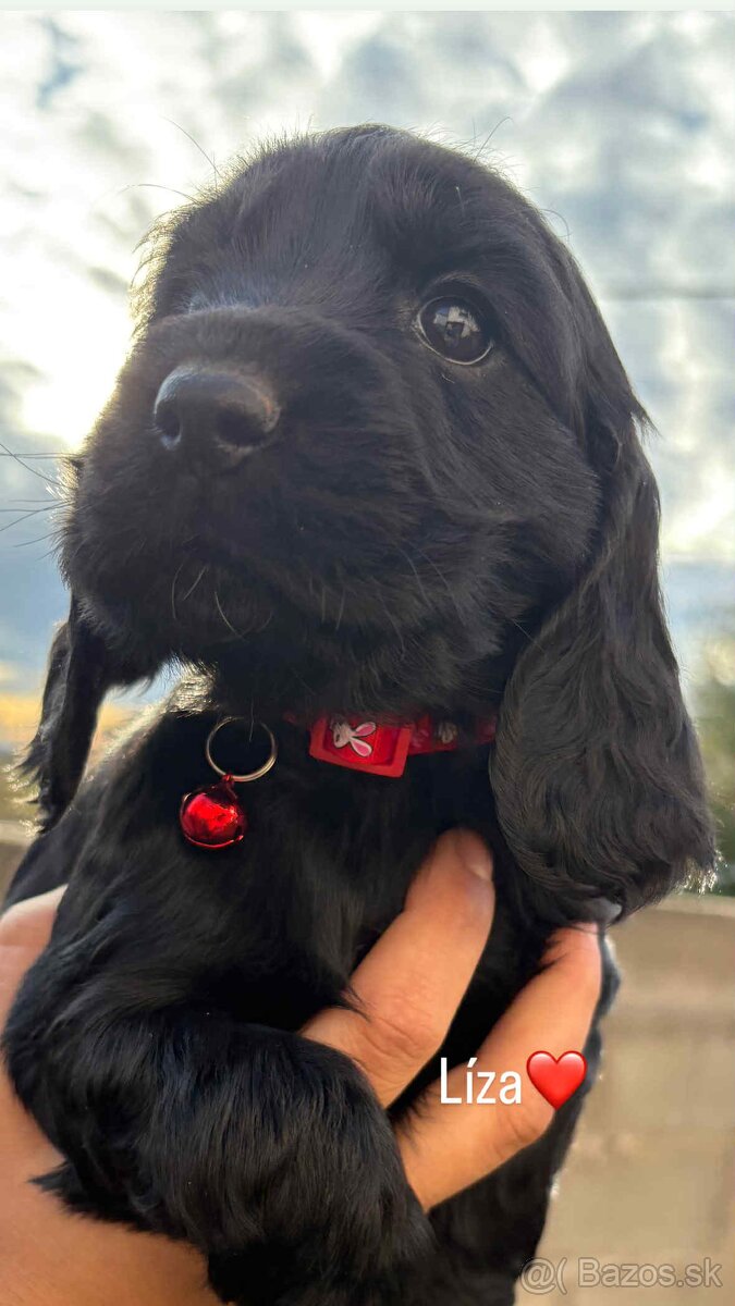 Anglický kokeršpaniel - 4