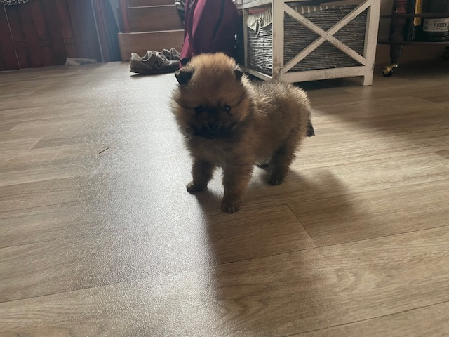 Pomeranian - Nemecky trpasliči špic - šteniatka - 4