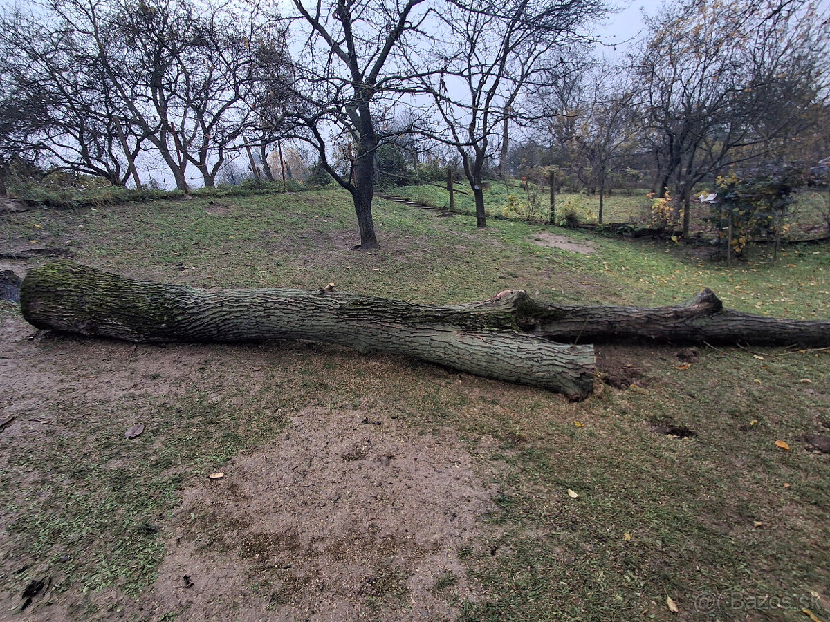 Orech kmeň guľatina priemer70cm - 30/35cm dlzka 7.8m + klaty - 4