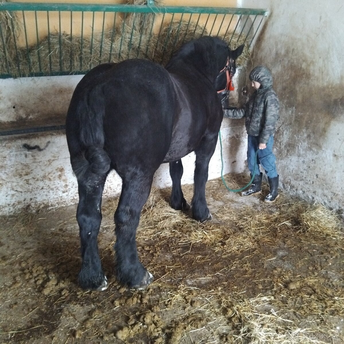 Sprzedam walacha karego - 4