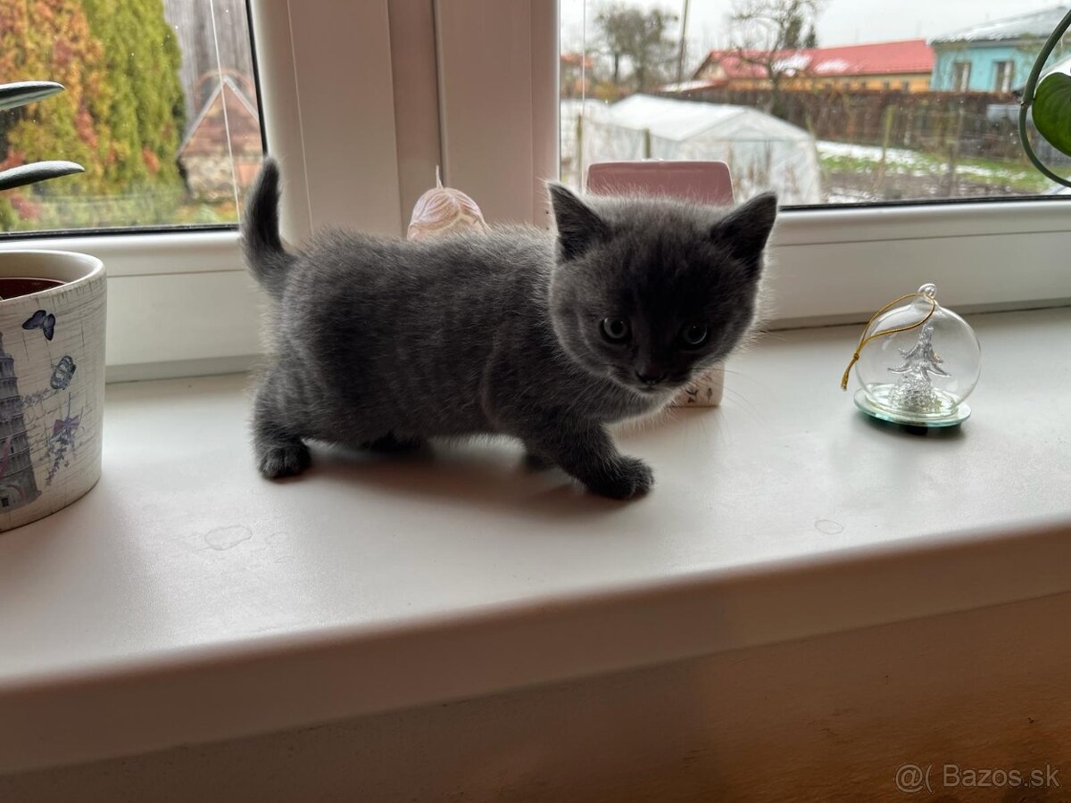 Britská modrá mačička - 4