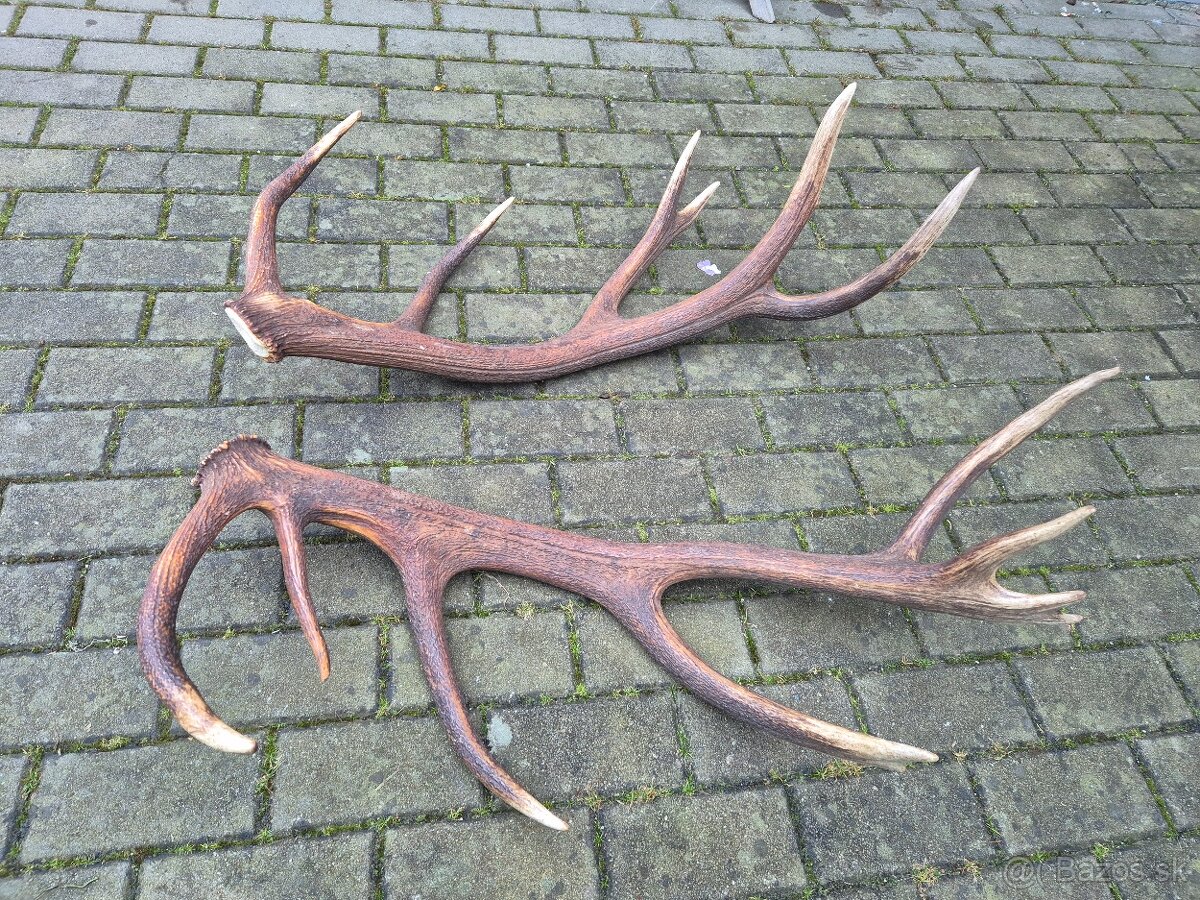 Trofej trofeje paroh parohy parozie zhody - 4