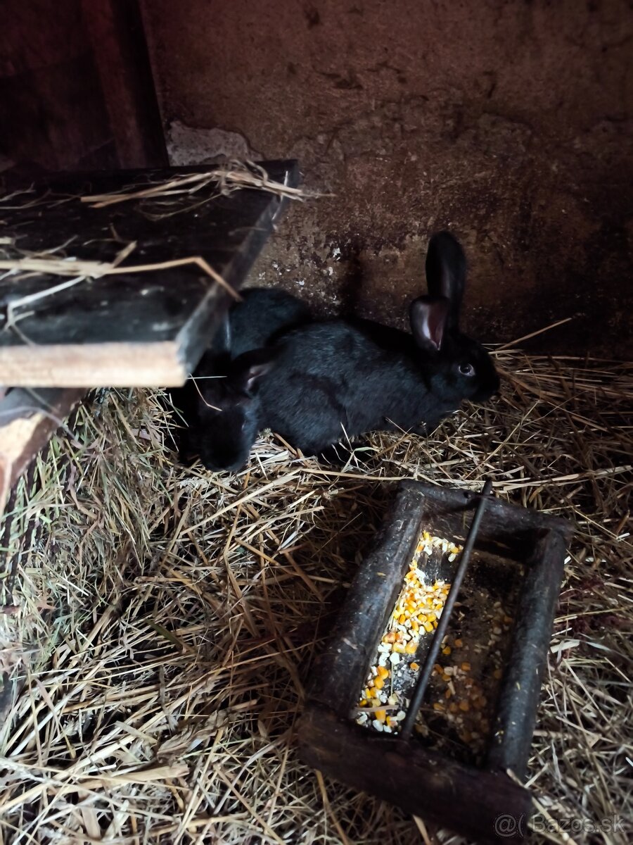 Nemecký obrovity strakač - 4