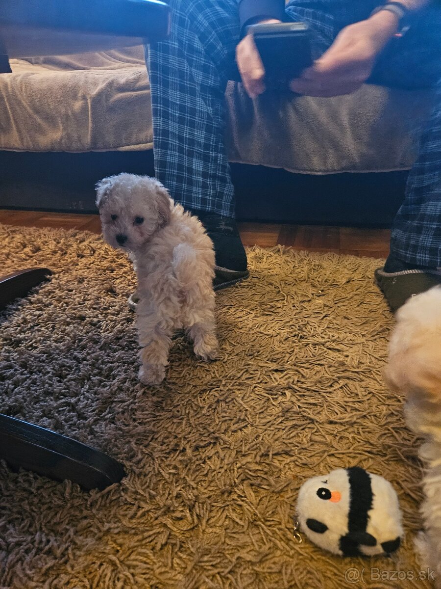 Pudel trpasličí - 4