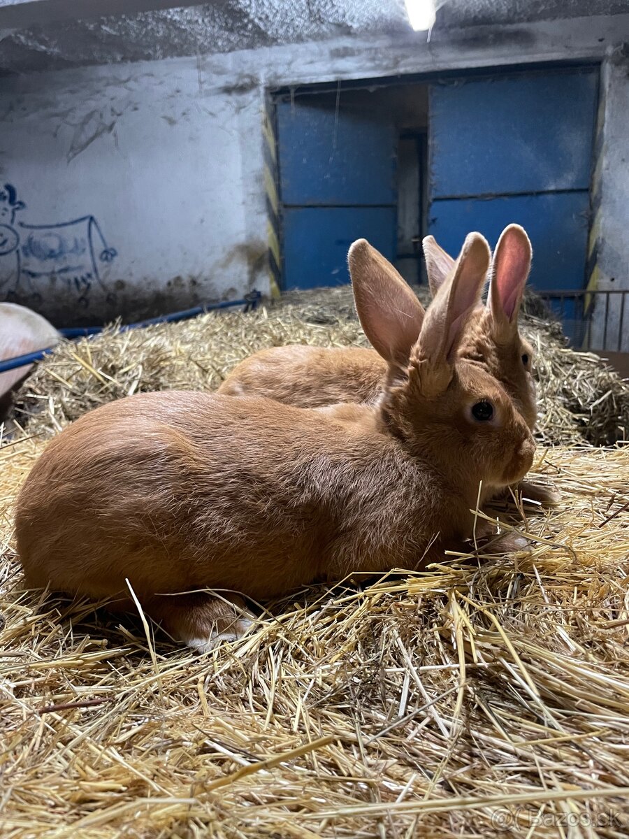 Burgundské králiky - 4