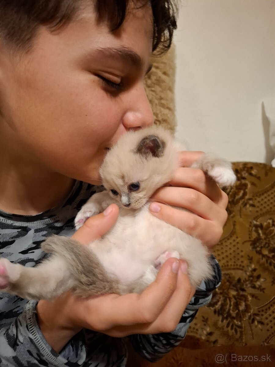 Ragdoll kocurik blue lynxl - 4