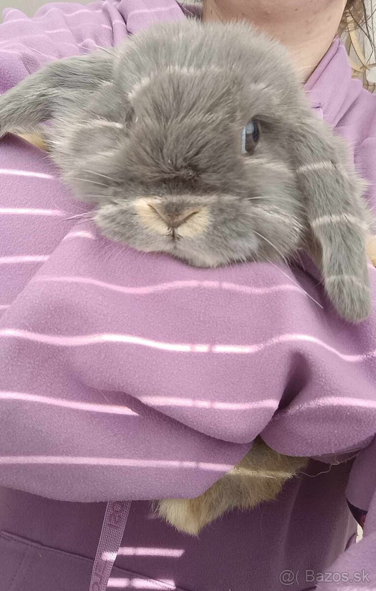 Minilop baranček - zakrslý králik - 4