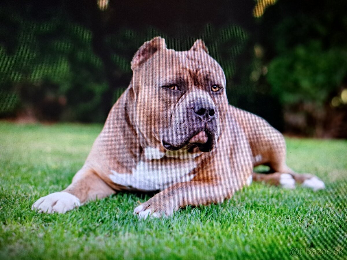 American Bully krytie - 4