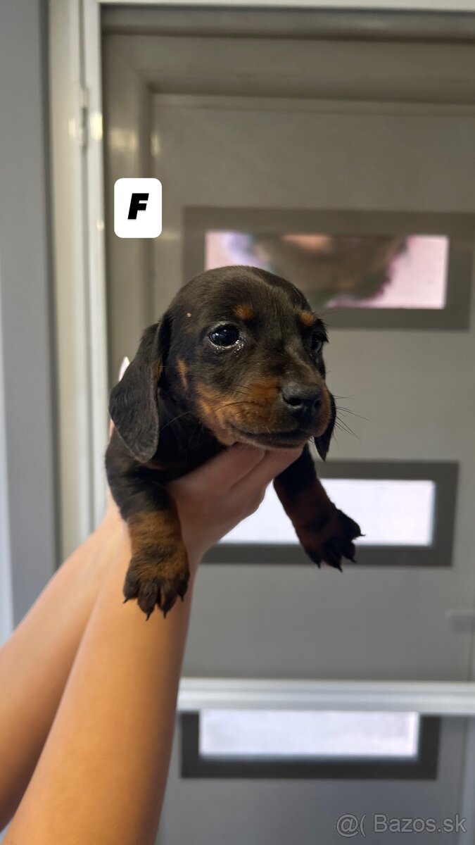 Trpazličí jazvečík - 4