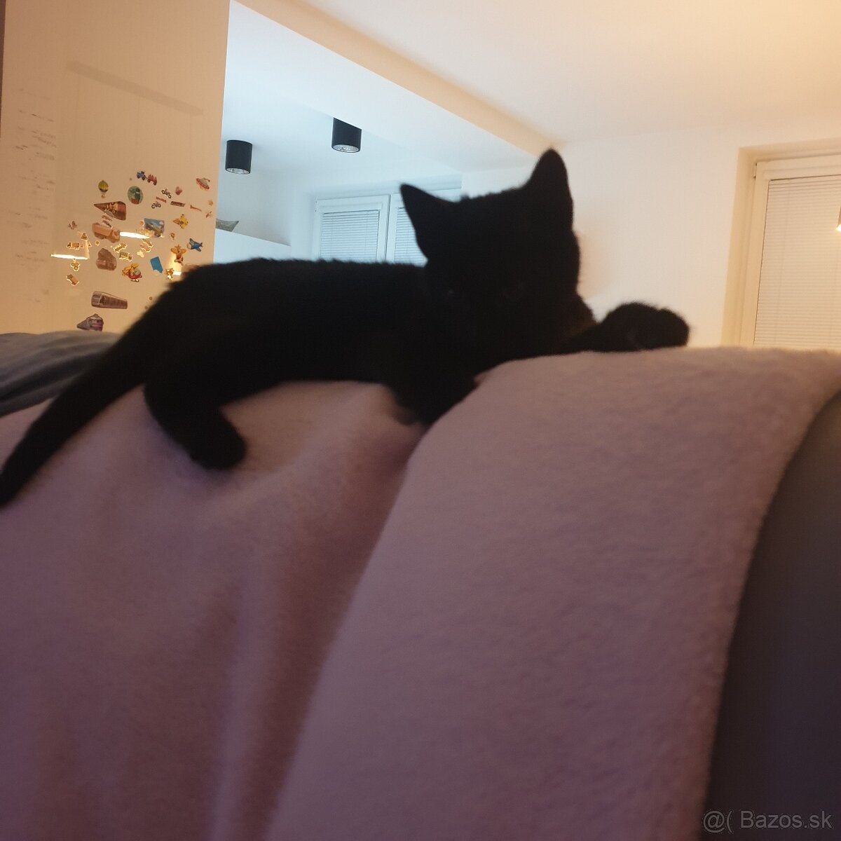 Darujem mačiatko - 4