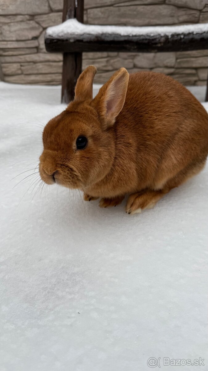 Zákrslý králik❤️ - 4