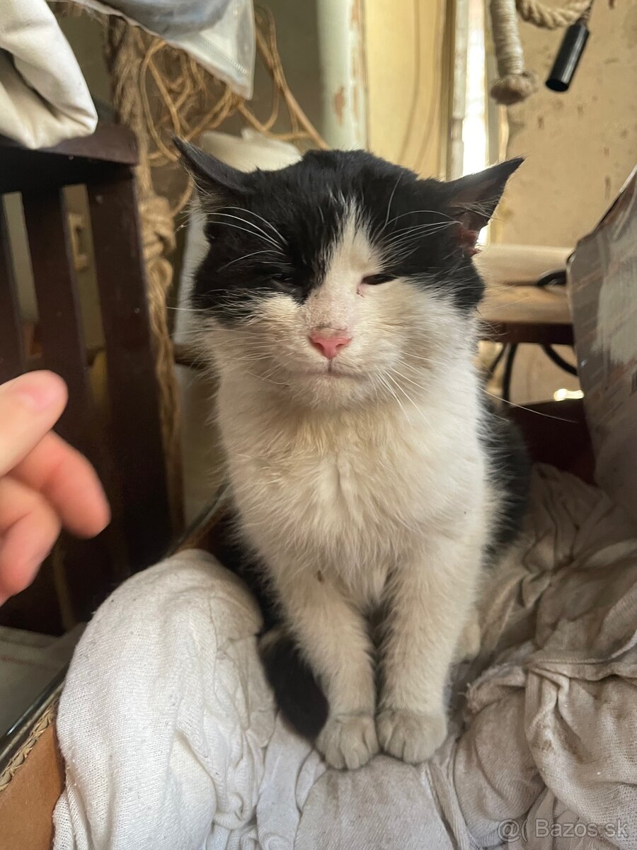 Darujem mačičku súrne - 4