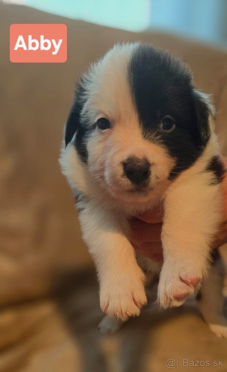 Border kólia s PP - 4