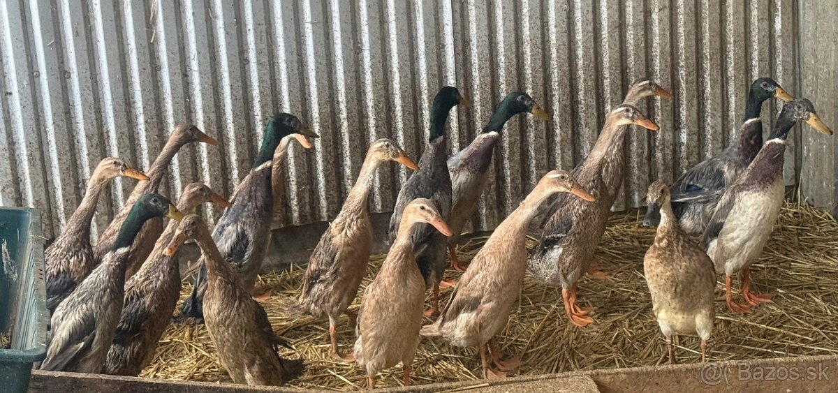 Indické bežce , kačky. - 4