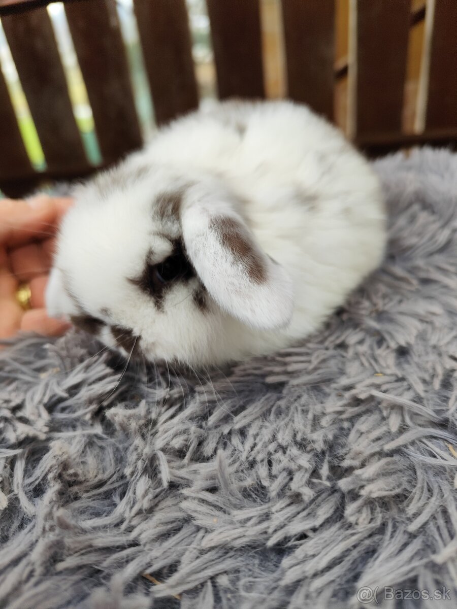 Minilop samička s VP - 4