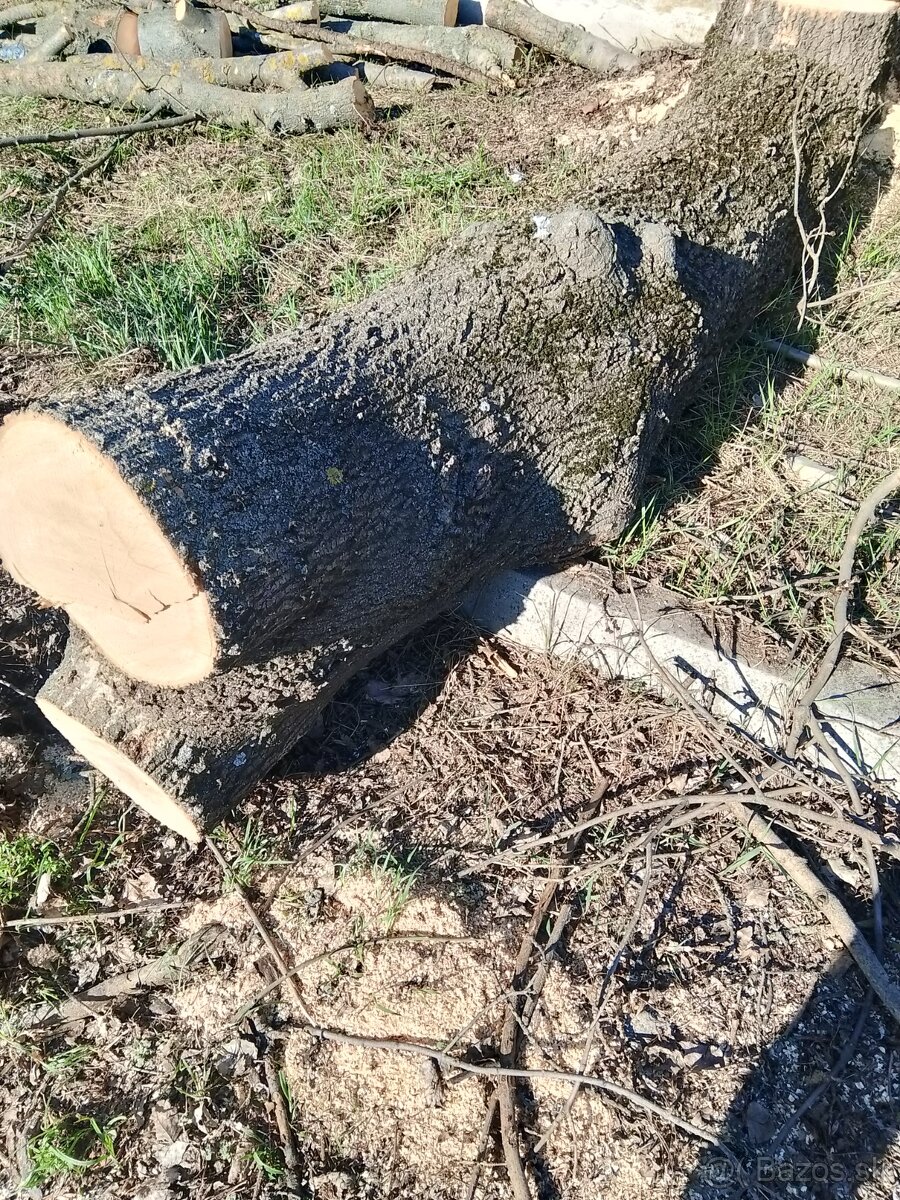 Jaseňové kmene - 4