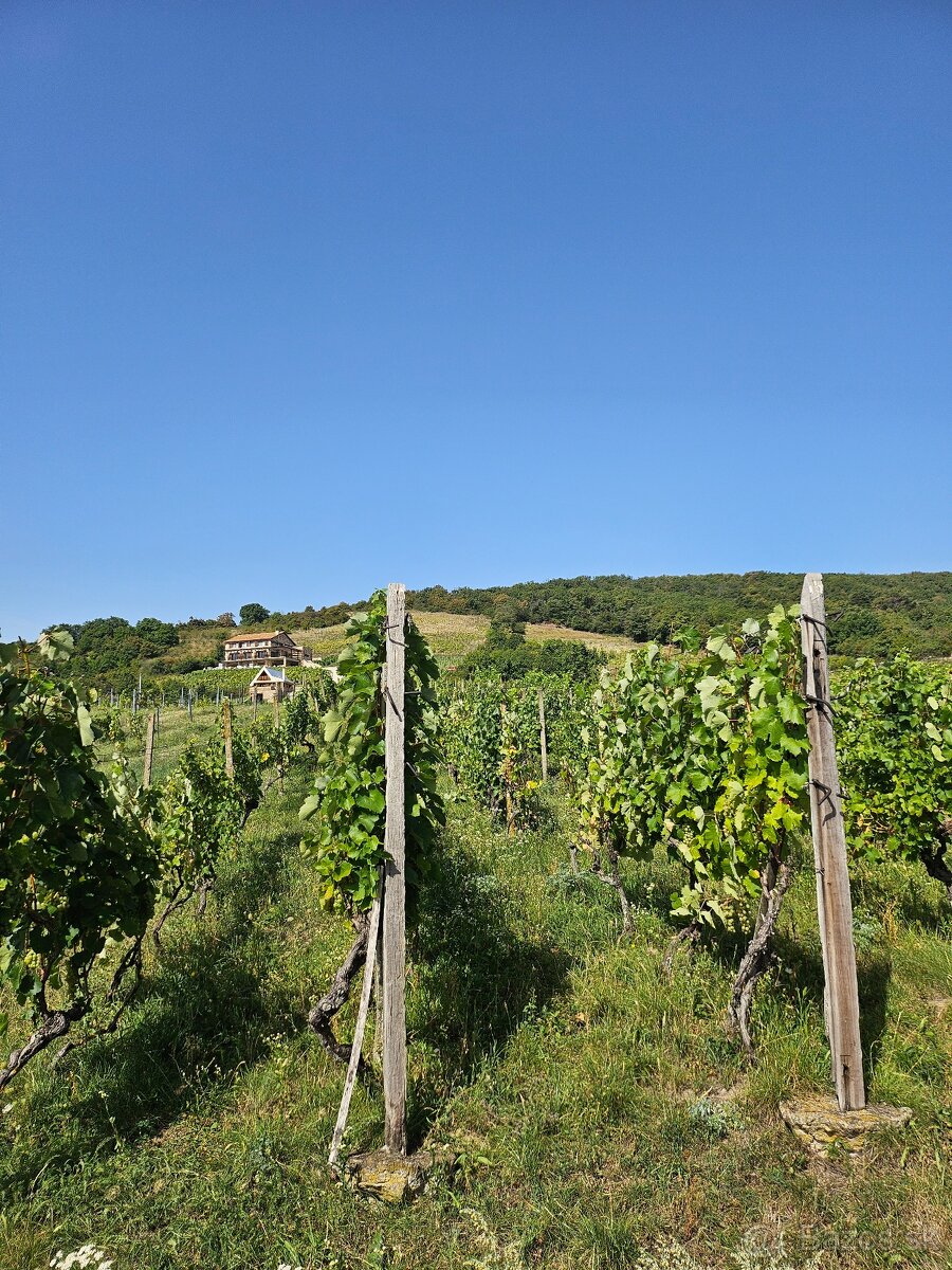 Dve vinice v srdci Tokajskej oblasti – obec Viničky - 4