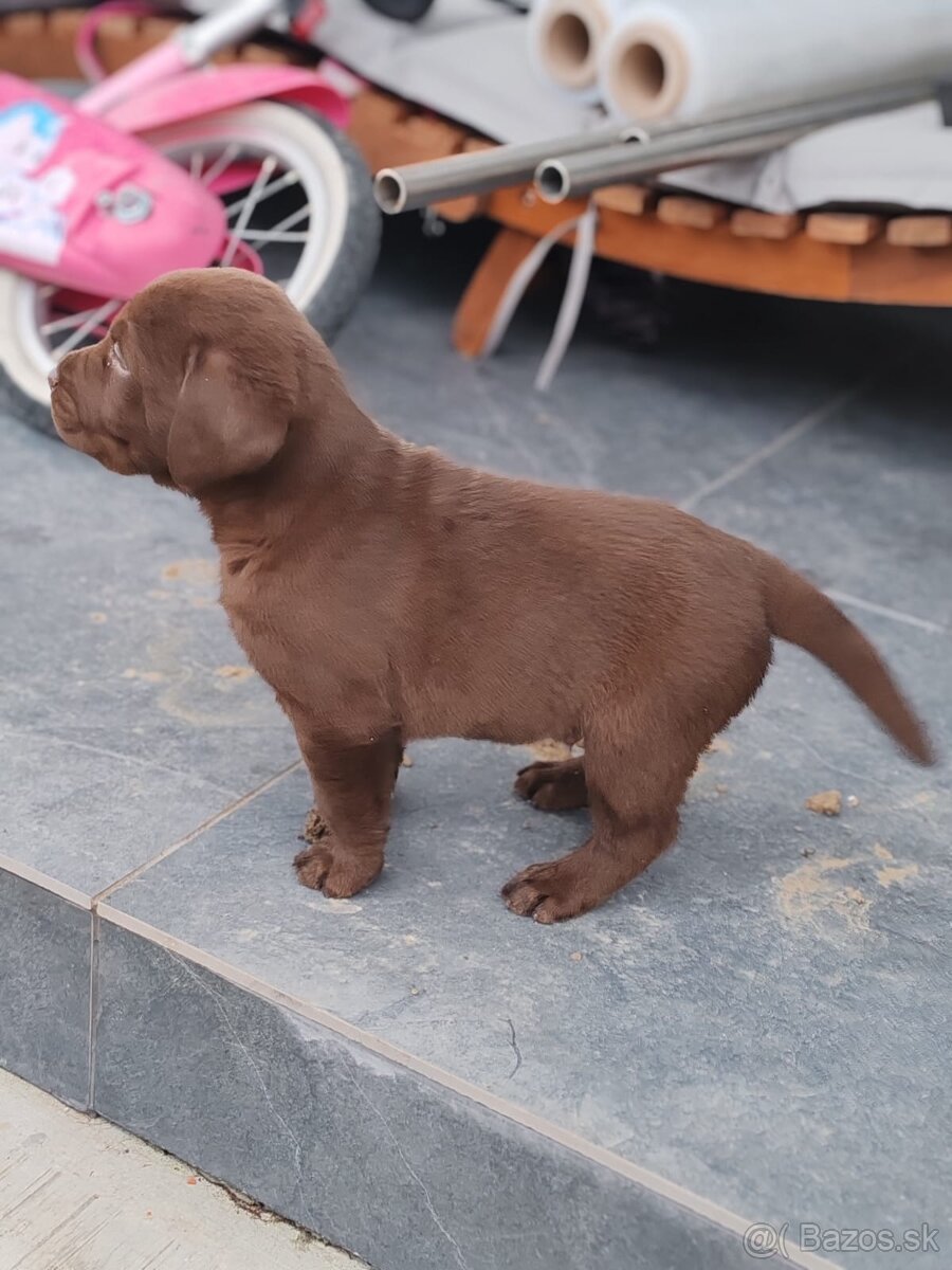 Labrador čokoládový - 4