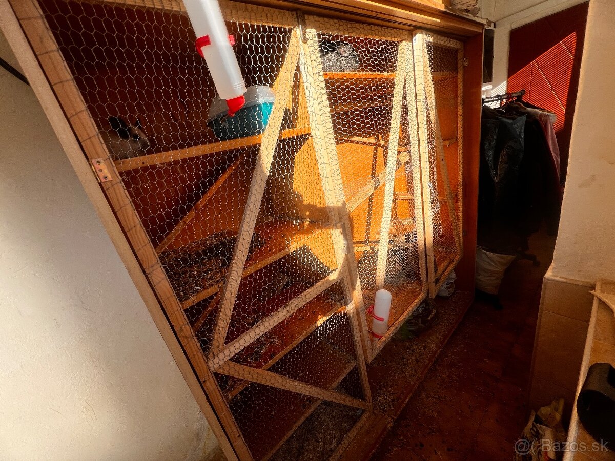 Predám Činčilu REZEROVANÉ VŠETKY - 4