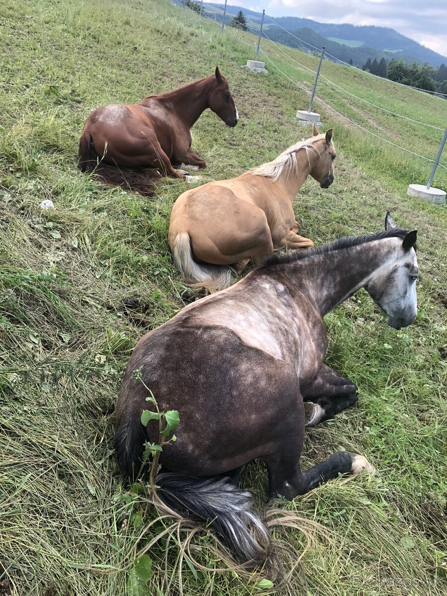 Ustajnenie koní na ORAVE - 4