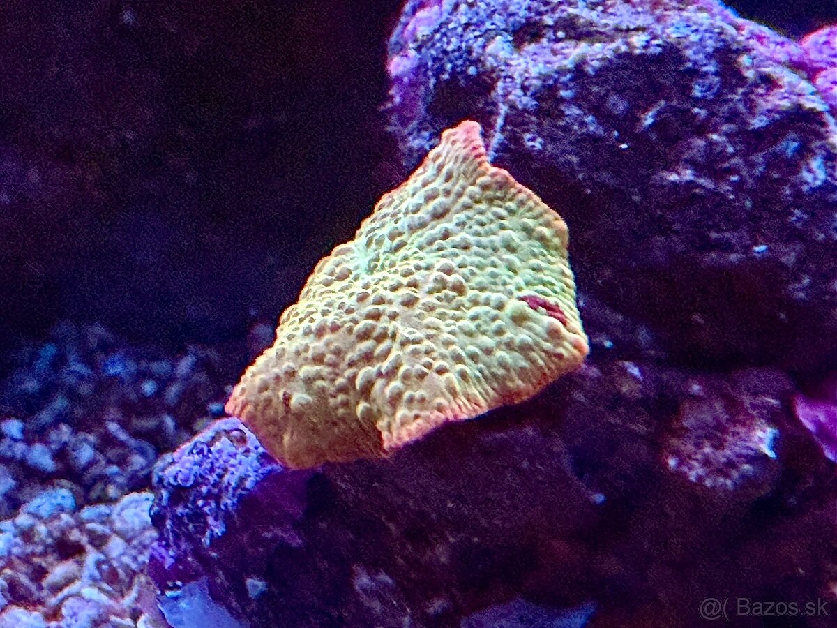 Discosoma eclectus - 4