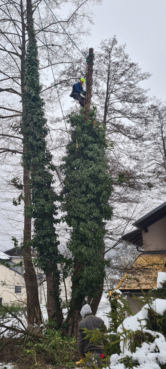 Výrub stromov - Orez - 4