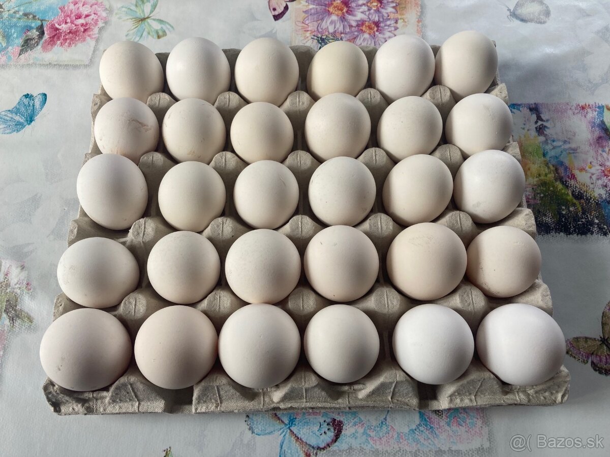 Hempšír a Vlaška jarabičia. - 4