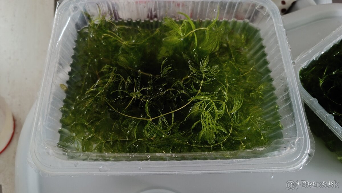 Rastliny do akvária - 4