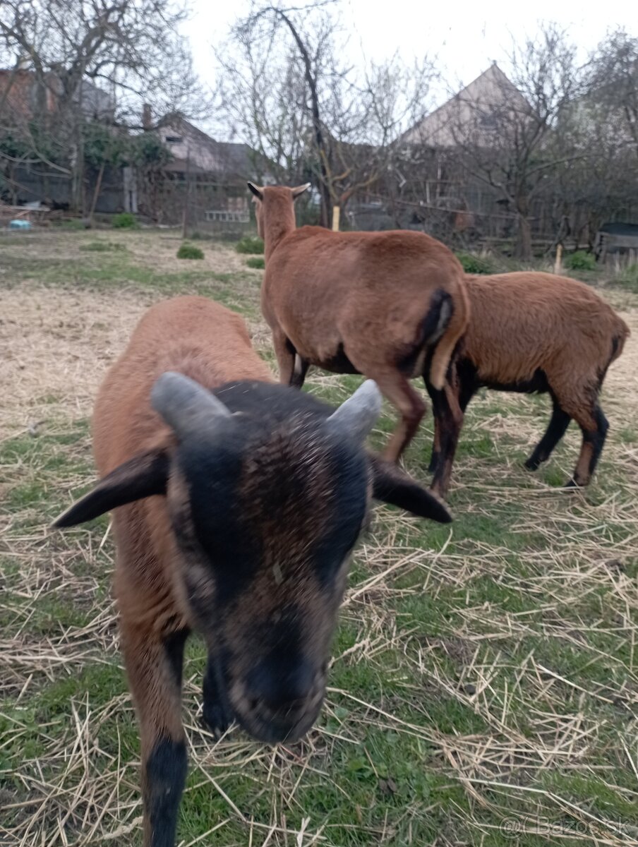 Kamerunské ovce - 4