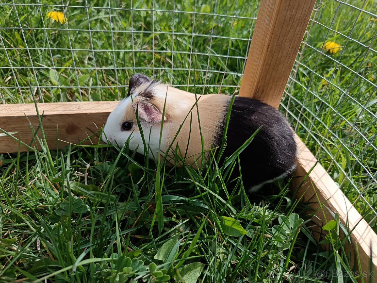 Predám morčatá - 4