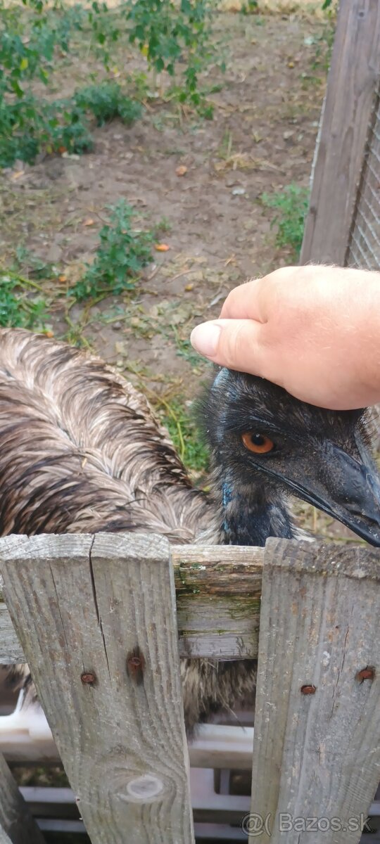 Predám Emu - 4
