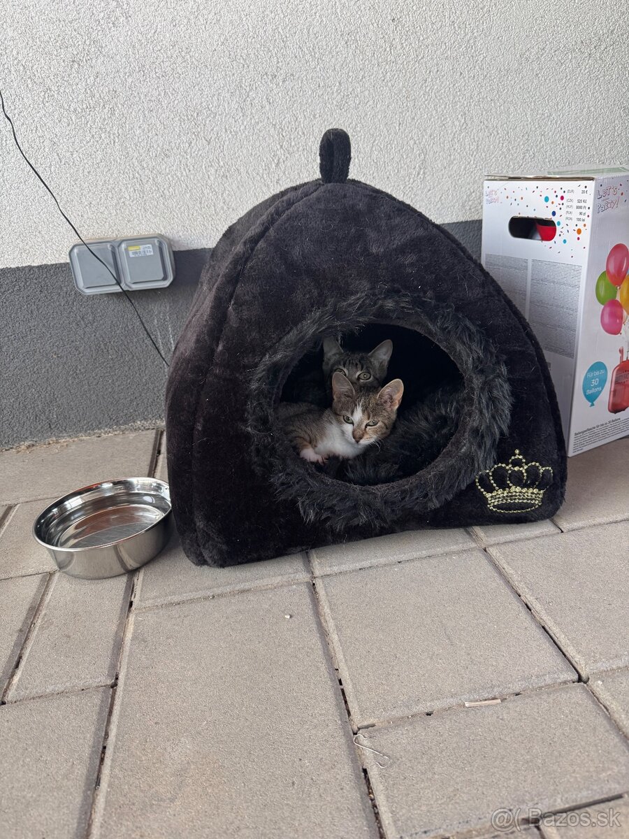 Mačička hľada domov 😺 - 4