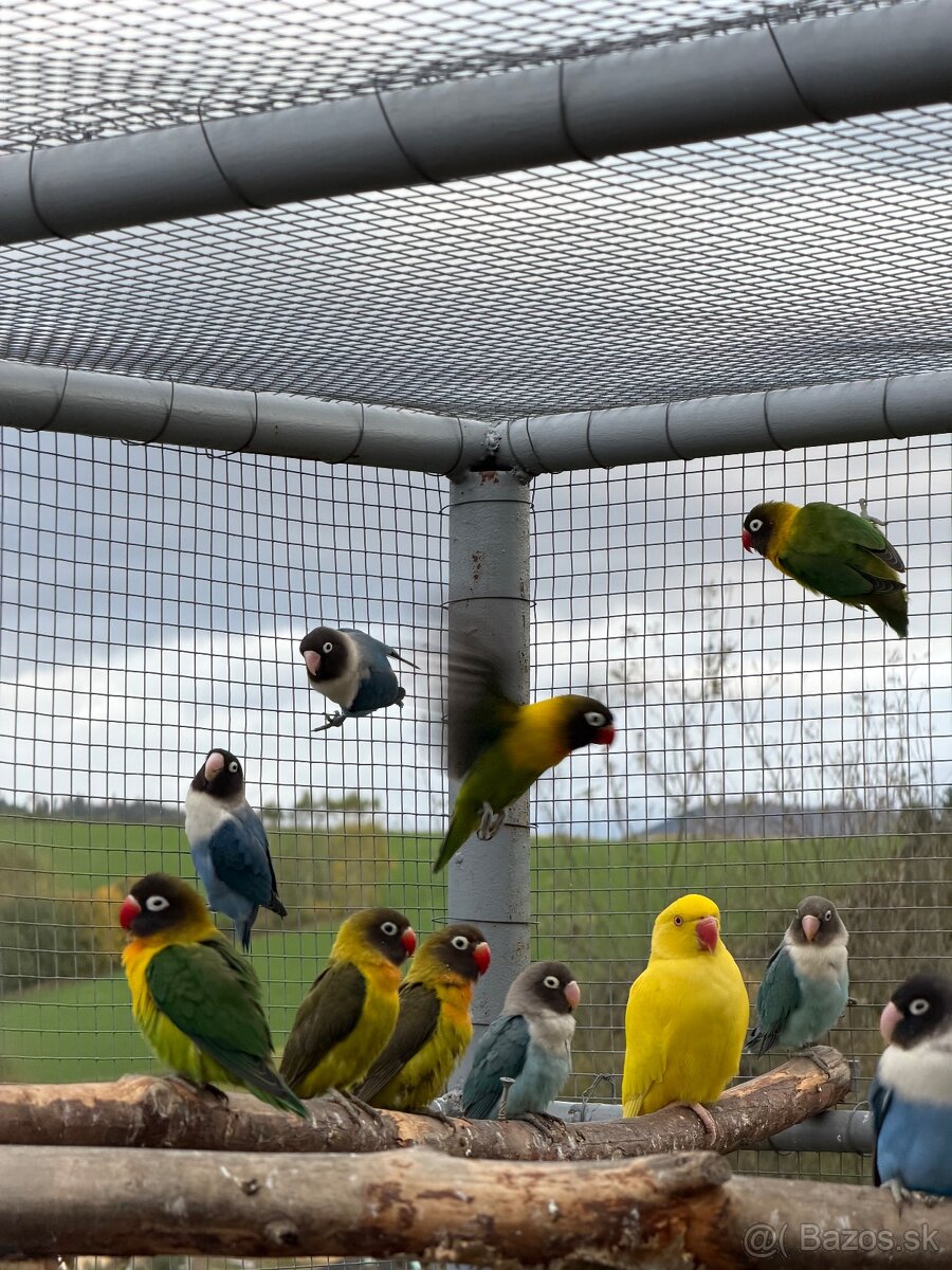 Agapornis škraboškový - 4